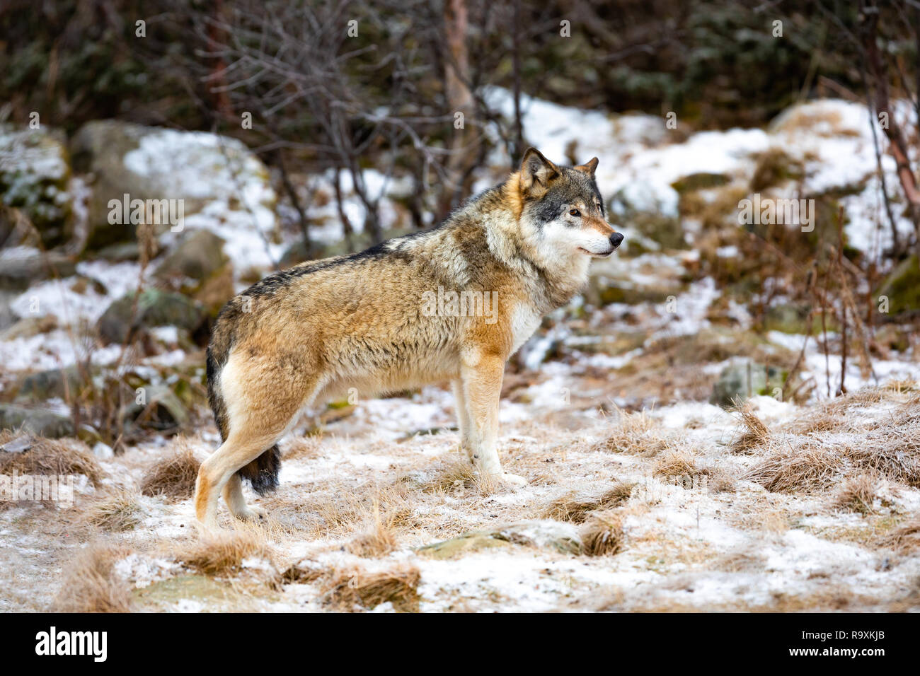 Beautiful male wolf standing in the forest looking for enemies Stock Photo