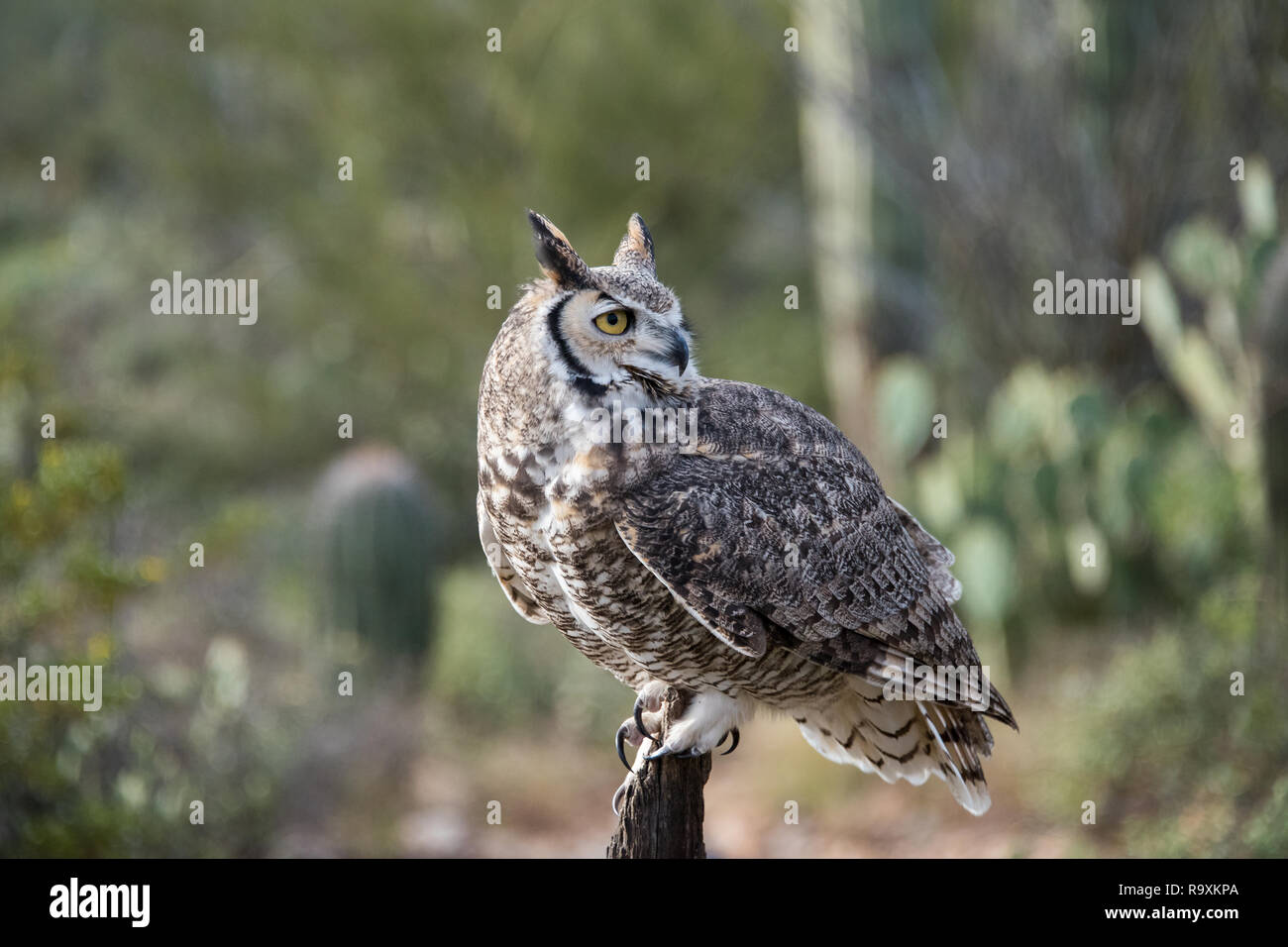 Great horned owl and feather hires stock photography and images Alamy
