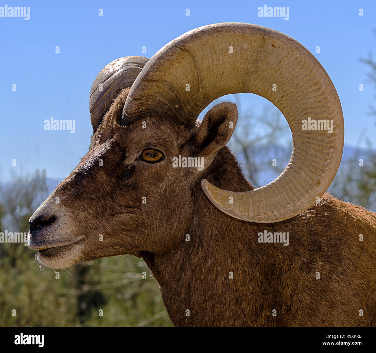Desert Bighorn Sheep Ram Portrait Stock Photo