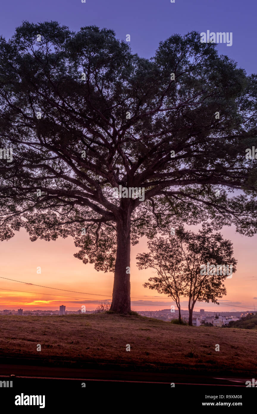 'Jequitibá' (Cariniana) tree in Valinhos/SP/ Brazil against sunset sky Stock Photo
