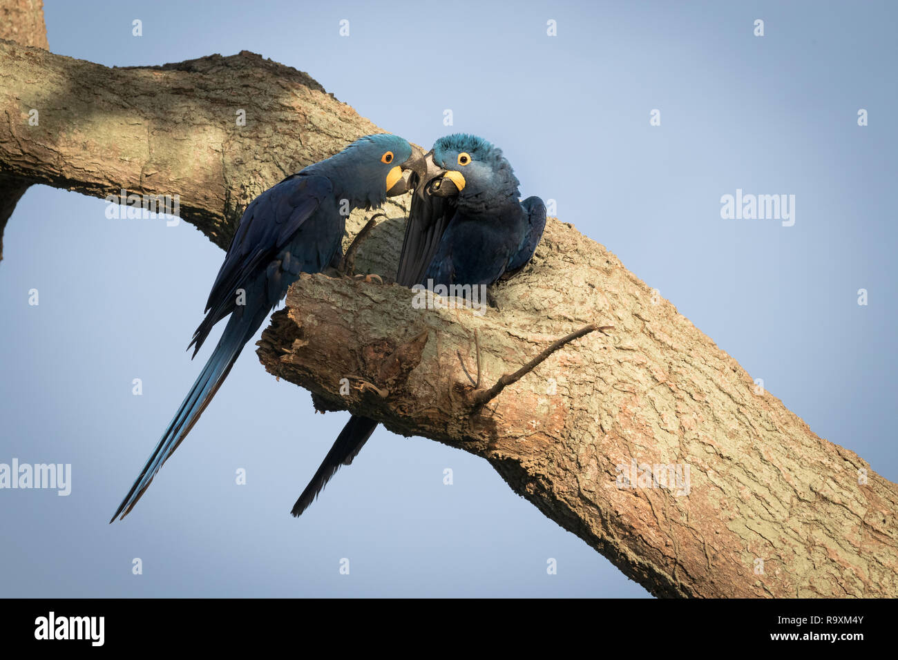 Blue Macaw in Pantanal Stock Photo