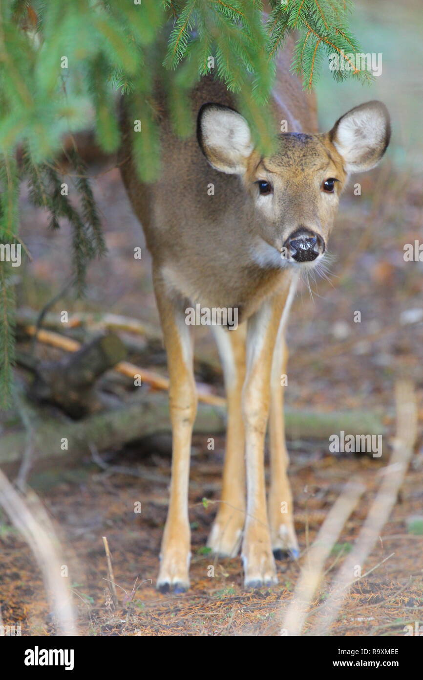 Whitetail Deer, Ohio Stock Photo Alamy
