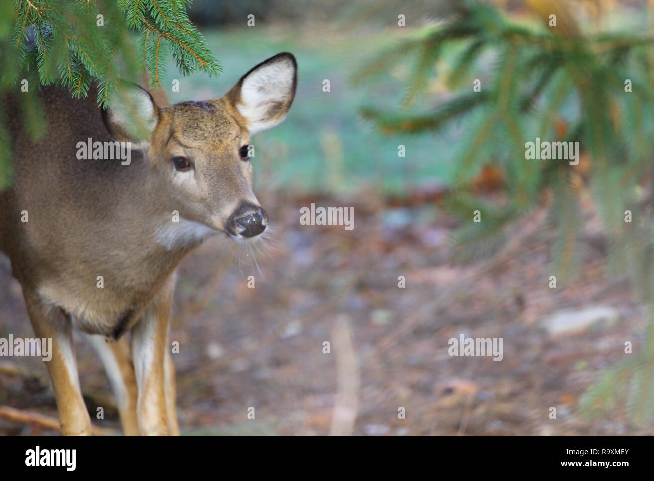 Whitetail Deer, Ohio Stock Photo Alamy