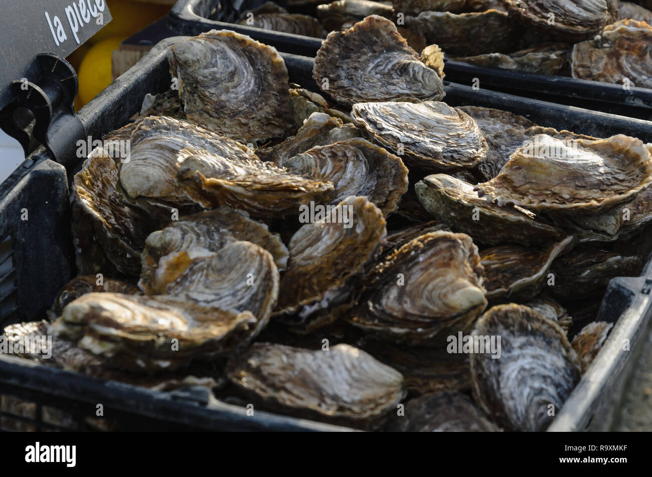 Fresh shell oysters, on the counter in plastic boxes on the market. Oysters for sale at the seafood market. Close up. Stock Photo