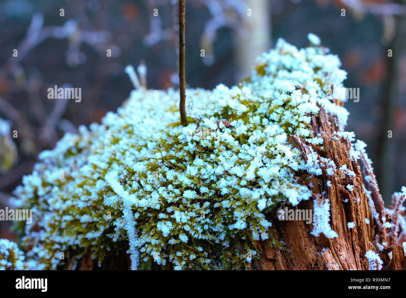 Moss with white frost growing on a trunk at wintertime. Stock Photo