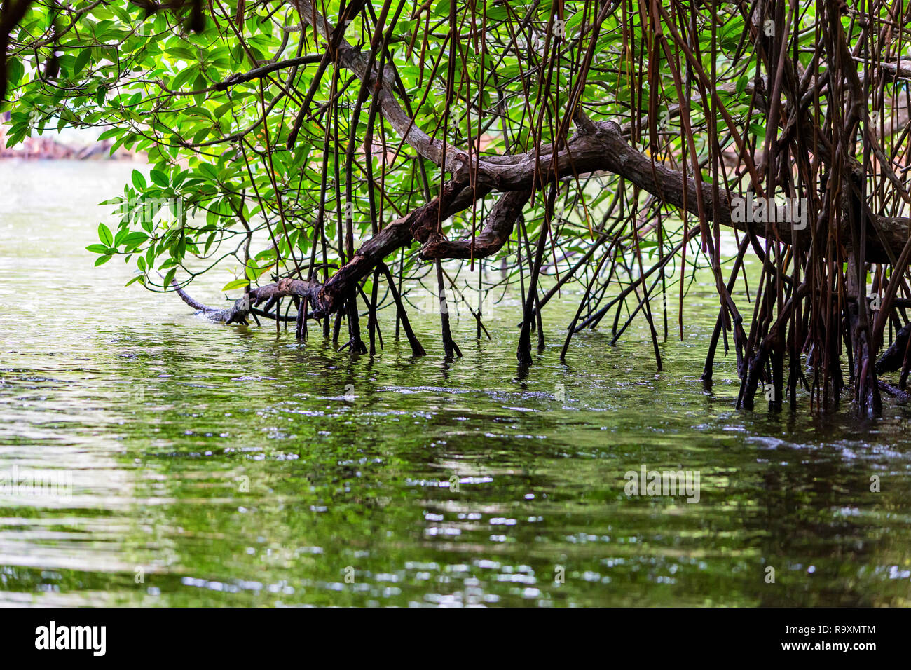 Lush green mangroves growing next to tropical river Stock Photo - Alamy