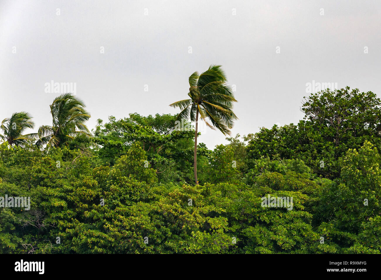 Lush green tropical rainforest and grey sky Stock Photo - Alamy