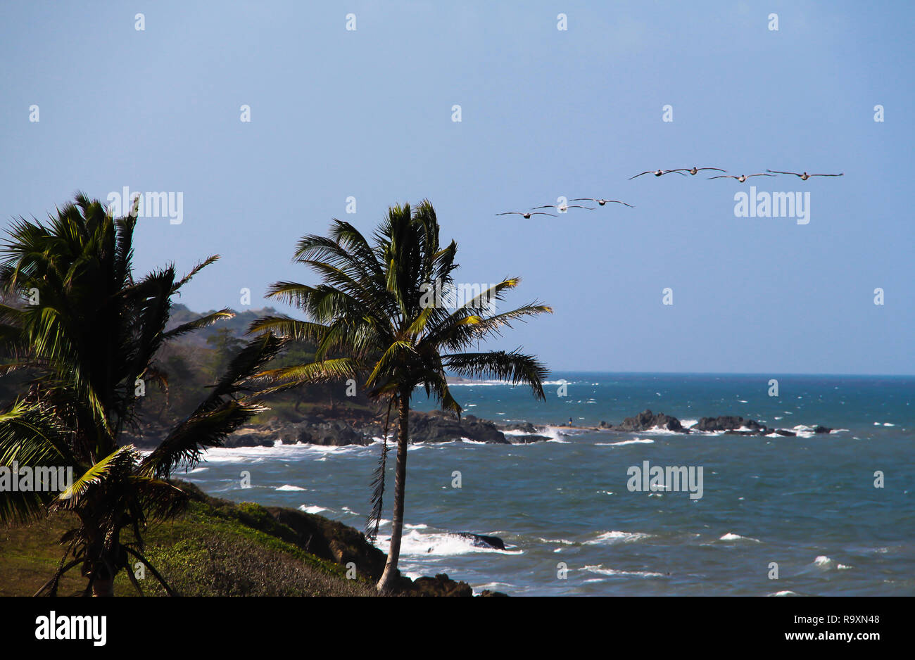 Rocky shoreline palm trees hi-res stock photography and images - Alamy