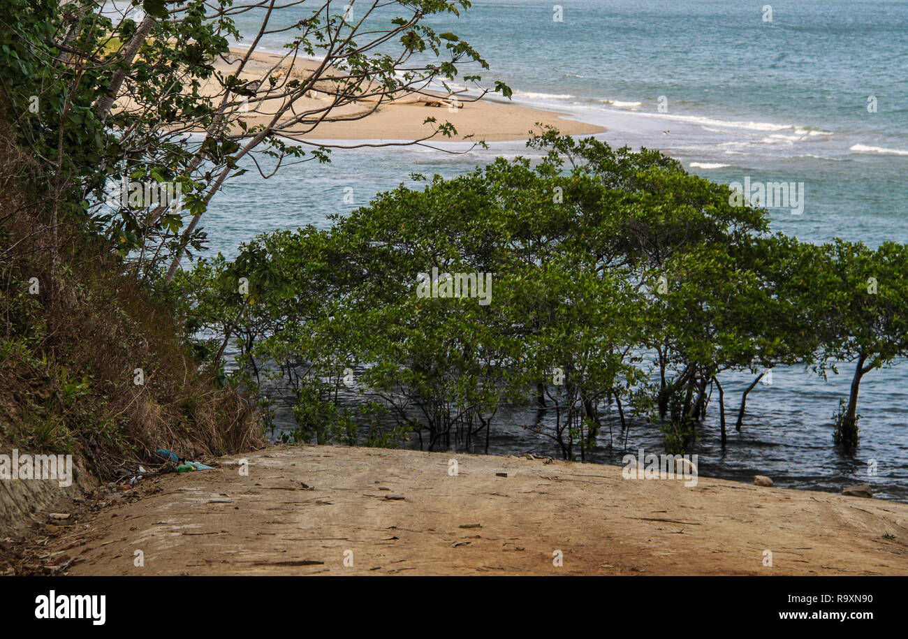 Stand of Trees Growing in the Ocean Stock Photo Alamy