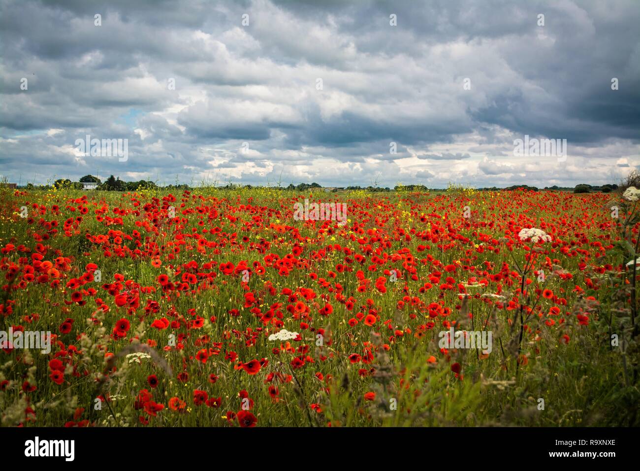 Cloudy poppy field hi-res stock photography and images - Alamy