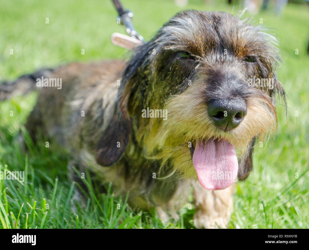 Comic dog panting Stock Photo