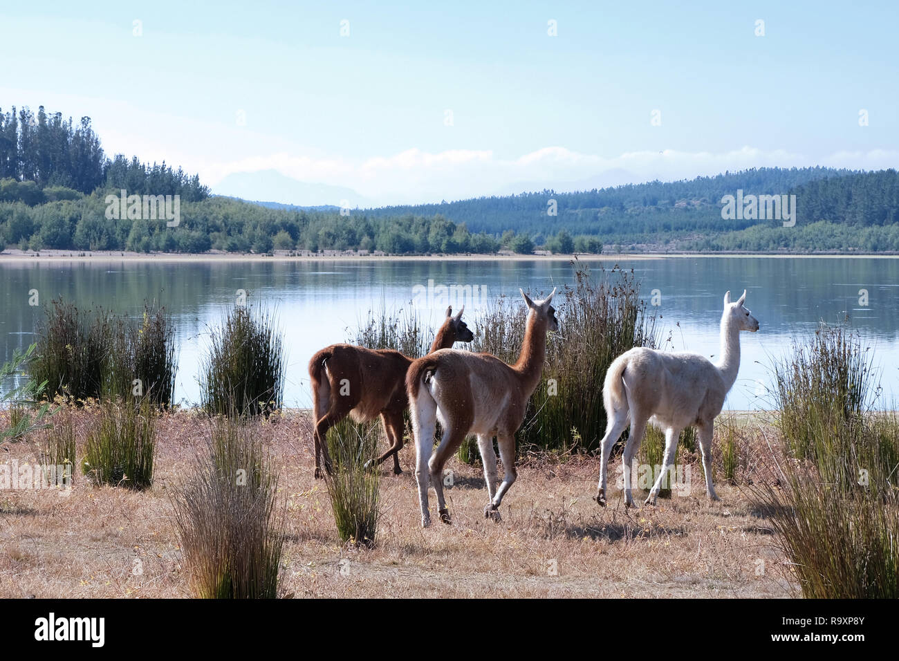 Lago Penuelas, National Reserve in Chile, close to Valparaiso Stock