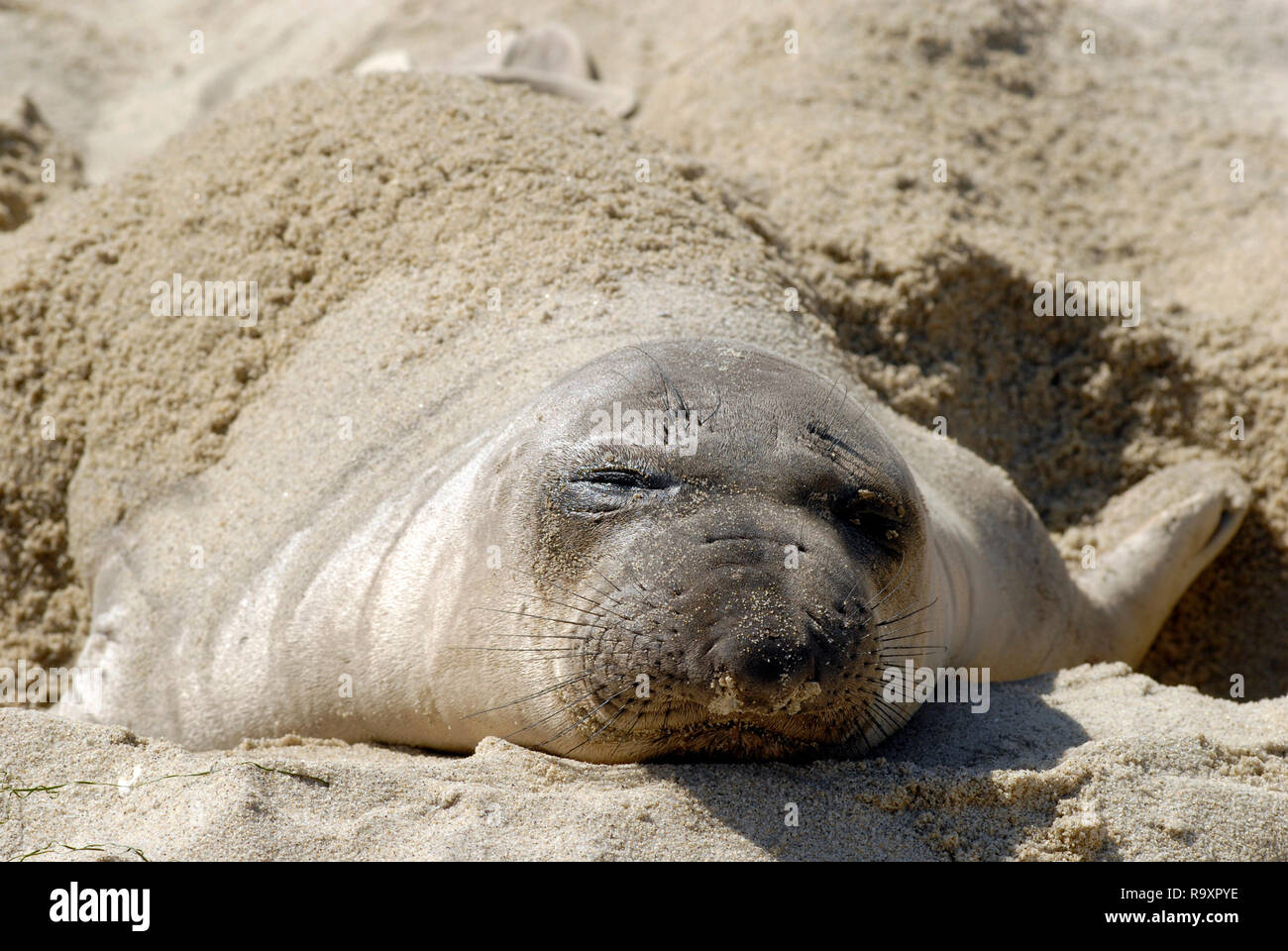 Animal with flippers hires stock photography and images Alamy