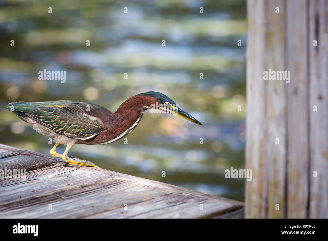 Green Heron (Butorides virescens) at a boat dock poised to dive for the fish below, its iridescence matching the sparkly colors of the water Stock Photo