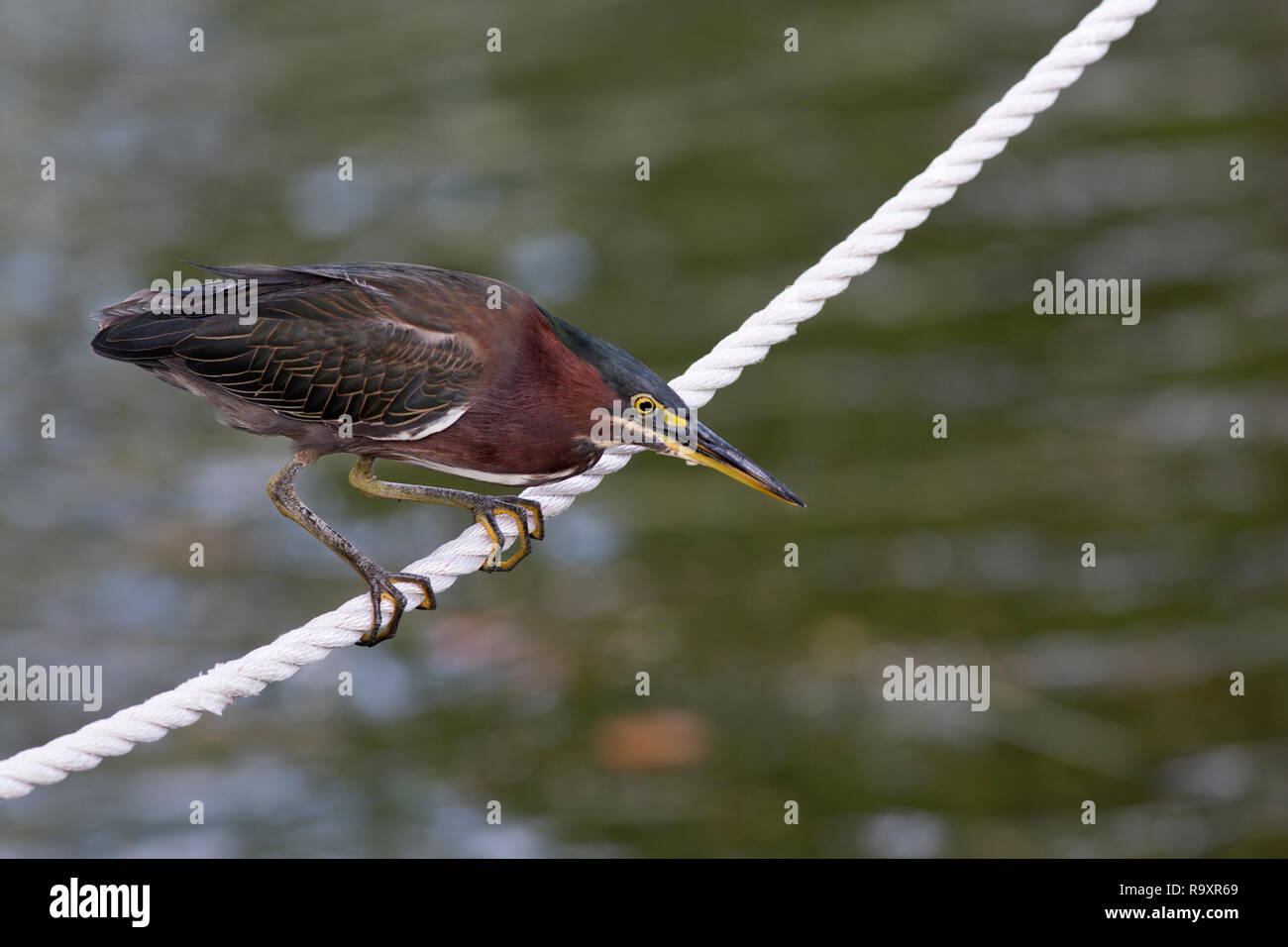 Green Heron (Butorides virescens) on the ropes of a boat line at a dock in South Florida concentrating on fish in the water below Stock Photo