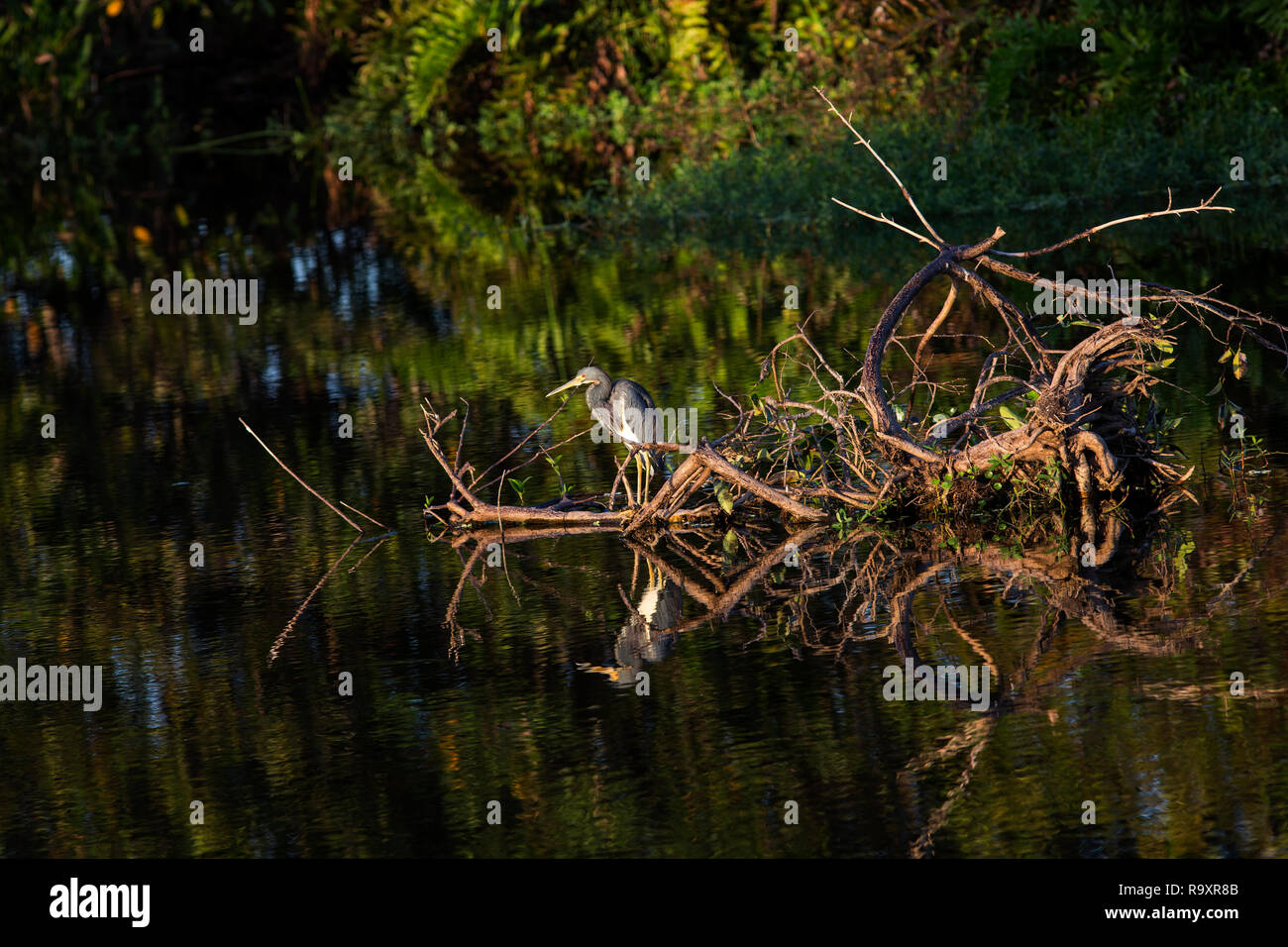 Louisiana Heron aka Tricolor Heron (Egretta tricolor) stands on a fallen limb in a Florida wetland with late day reflection in a tranquil scene Stock Photo