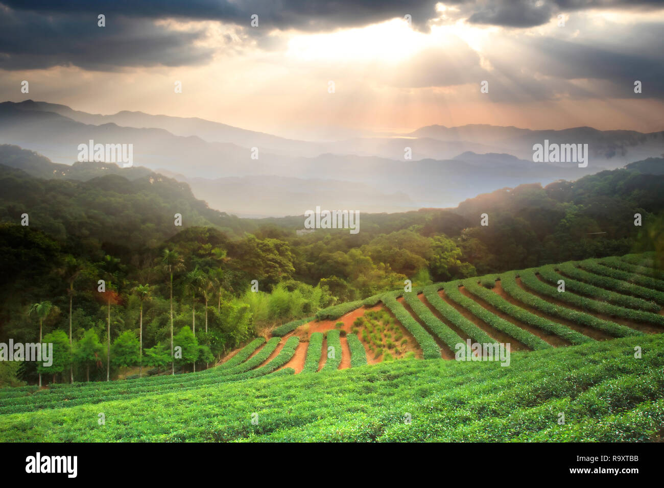 Timi Tea Temi tea garden hi-res stock photography and images - Alamy