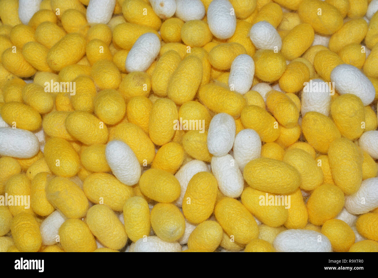 Silkworm cocoon shell through the Silk Route, the brewing process