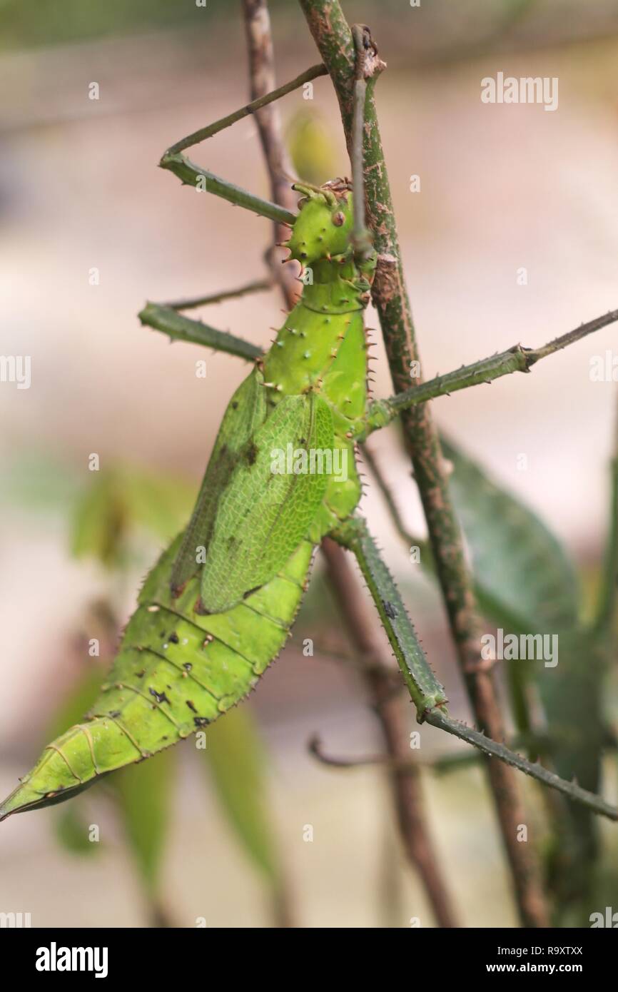 Giant prickly stick insect Stock Photo Alamy