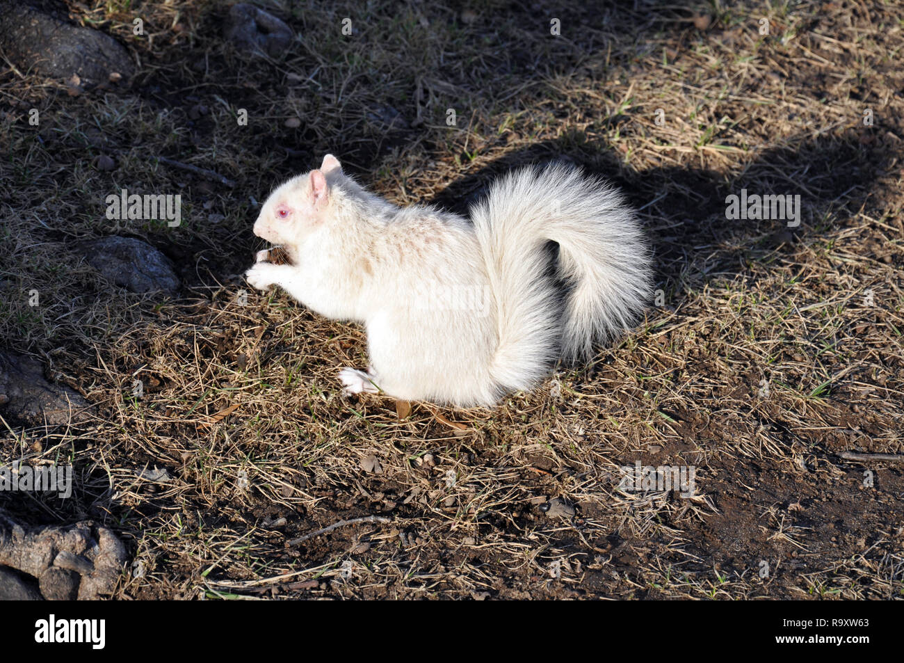 Albino Squirrel on the Grounds of the National Mall near the Smithsonian Institute in Washington DC Stock Photo