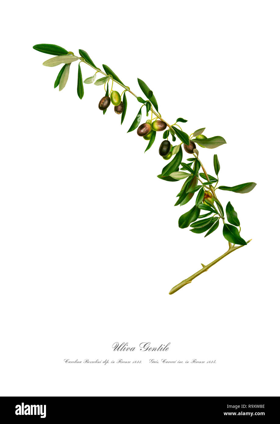Vintage unique botanical illustration of branch of olives Stock Photo