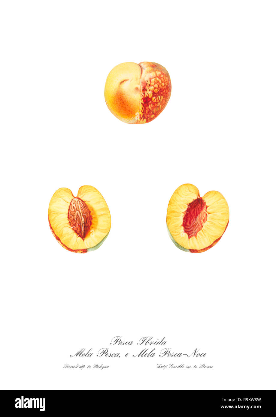 Vintage unique botanical illustration of a peach Stock Photo