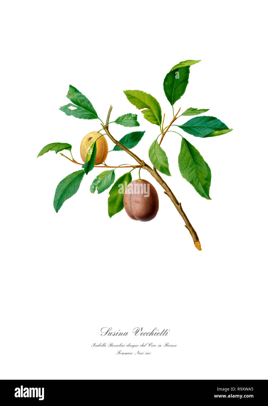 Vintage unique botanical illustration of a plum Stock Photo