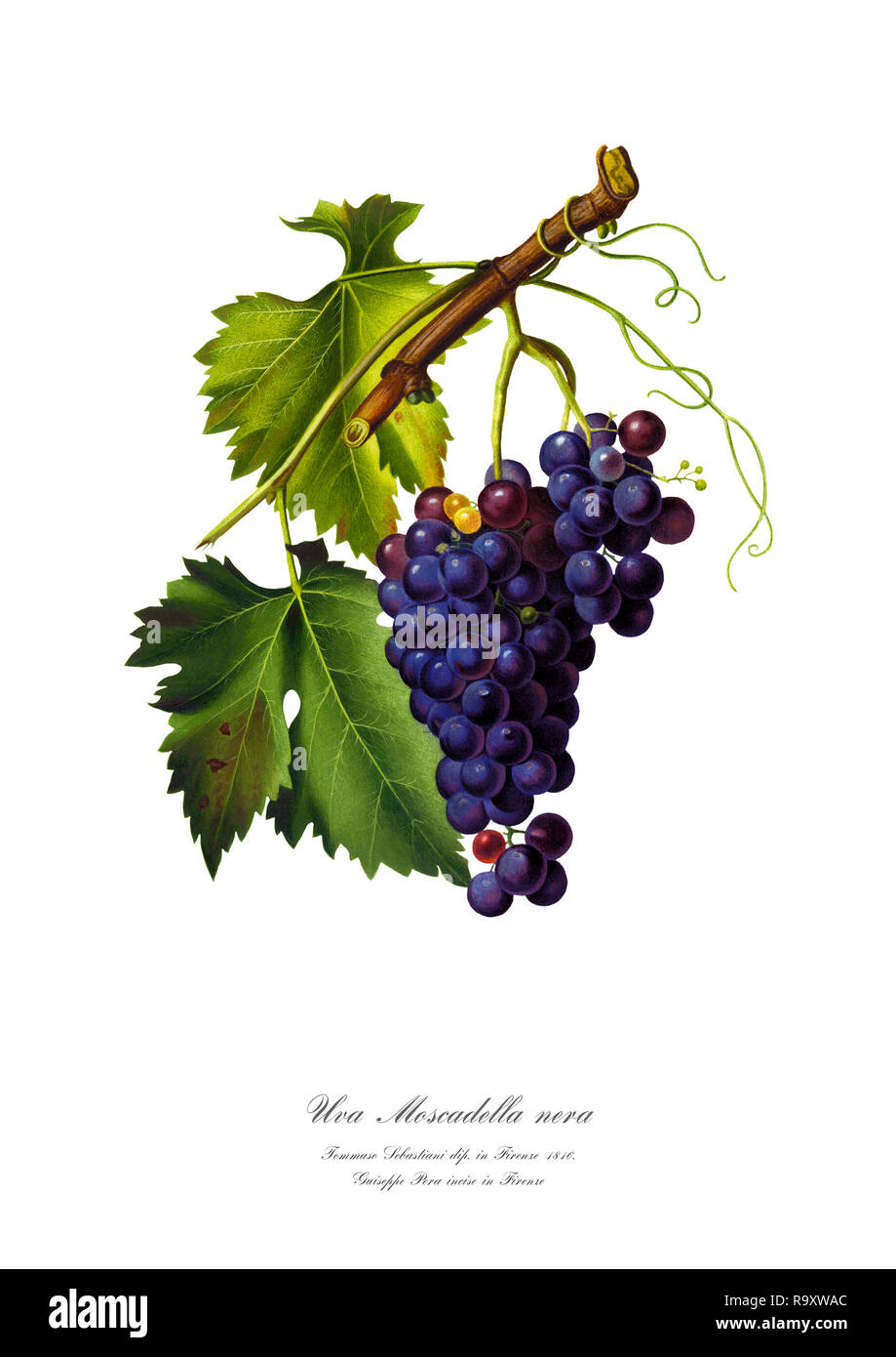 Vintage unique botanical illustration of a grape Stock Photo