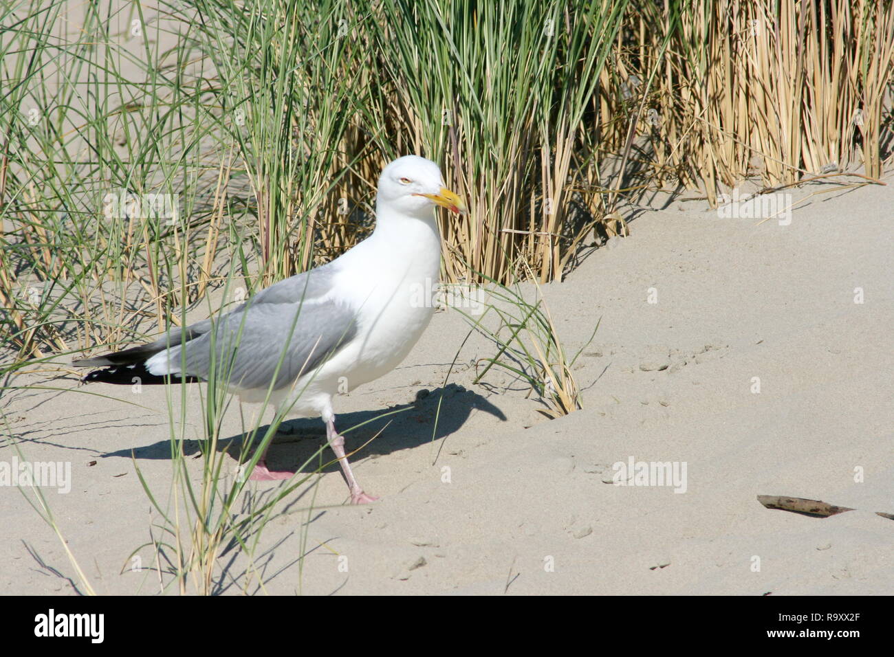 Close-up of a gull sitting on the sand Stock Photo