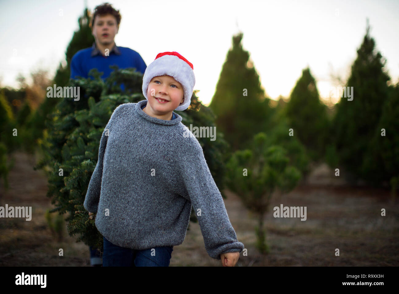 Happy young boy wearing a santa hat looks forward to Christmas as he helps his older brother carry a Christmas tree at the Christmas tree farm. Stock Photo