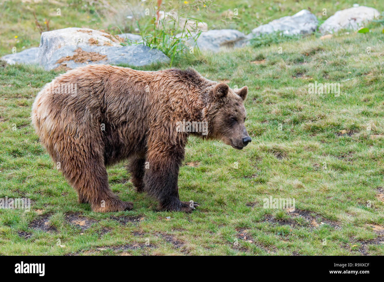European brown bear (Ursus arctos arctos) foraging in Alpine pasture Stock Photo