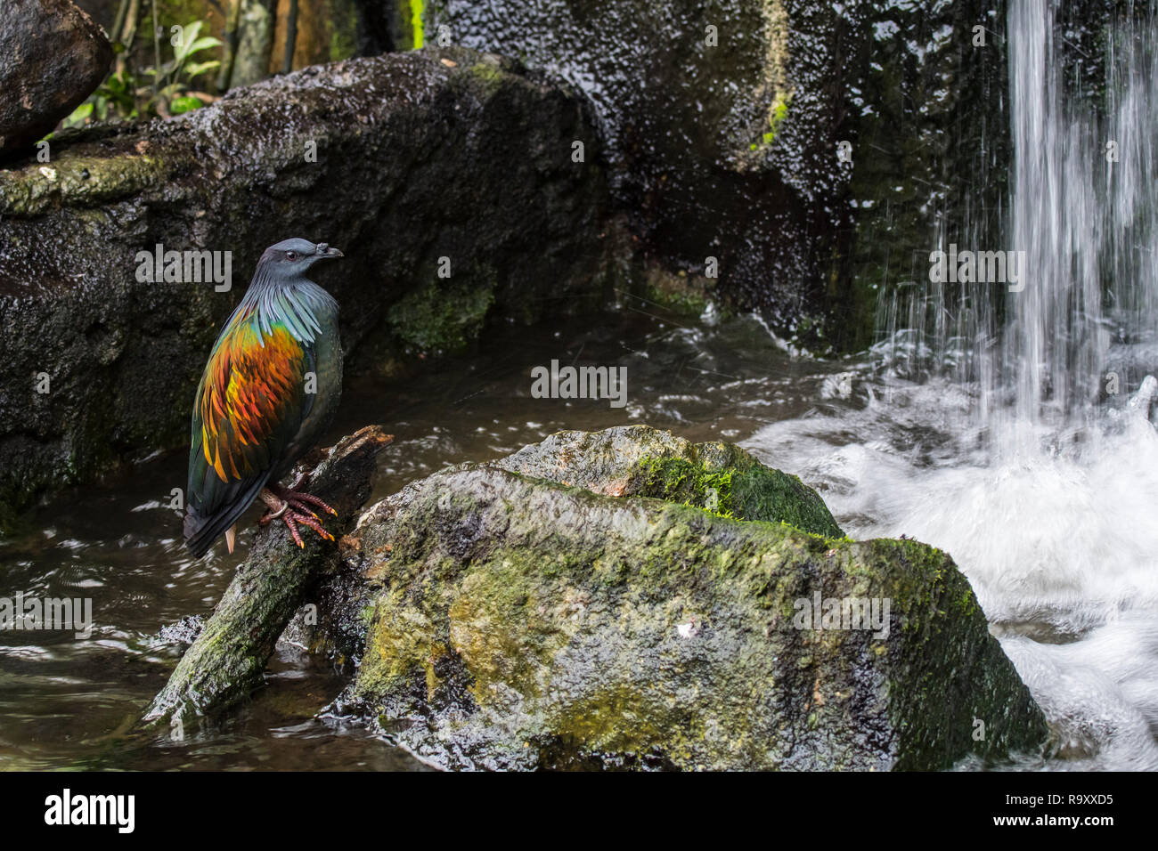 Nicobar pigeon (Caloenas nicobarica) native to the coastal regions from the Andaman and Nicobar Islands, India Stock Photo