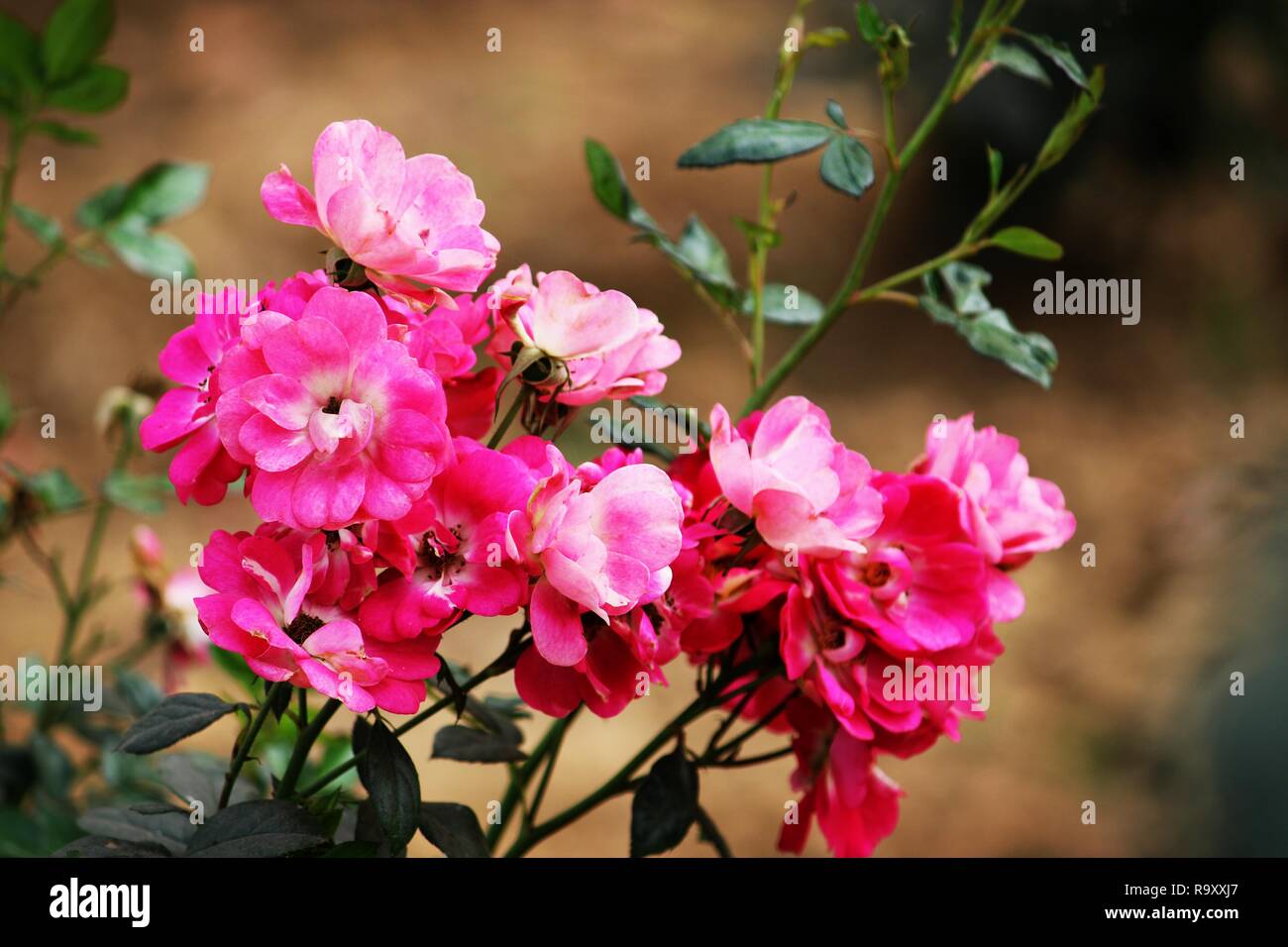 Beautiful pink flowers in the garden Stock Photo