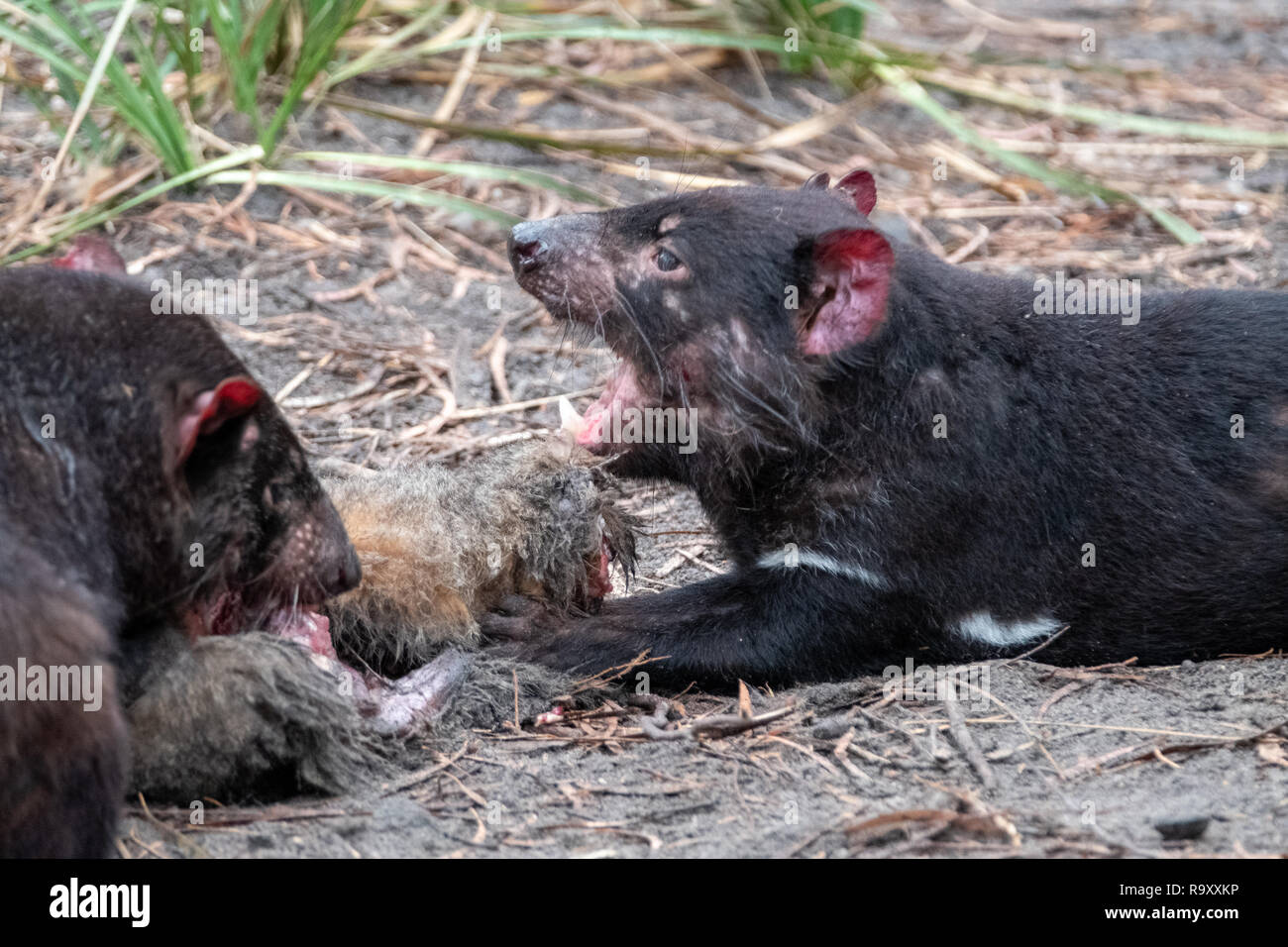 Tasmanian Devil (Sarcophilus harrisii) in captivity on the Feycinet