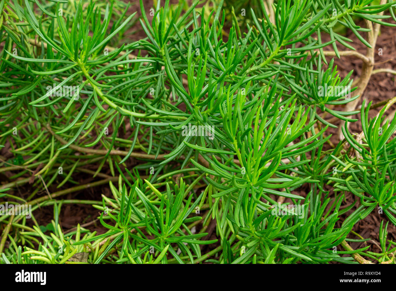 Sea blite (Suaeda linearis) - Pembroke Pines, Florida, USA Stock Photo