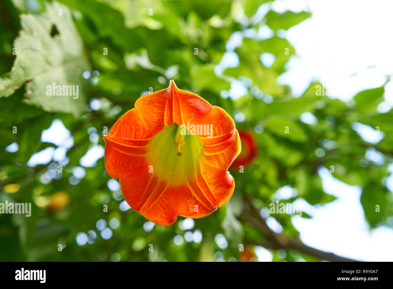 Flower Brugmansia sanguinea Angels trumpets common name Stock Photo Alamy
