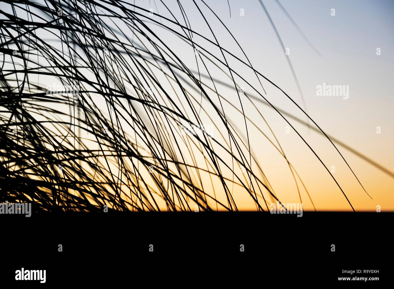 Black silhouette of pampas grass at sunset in the evening Stock Photo