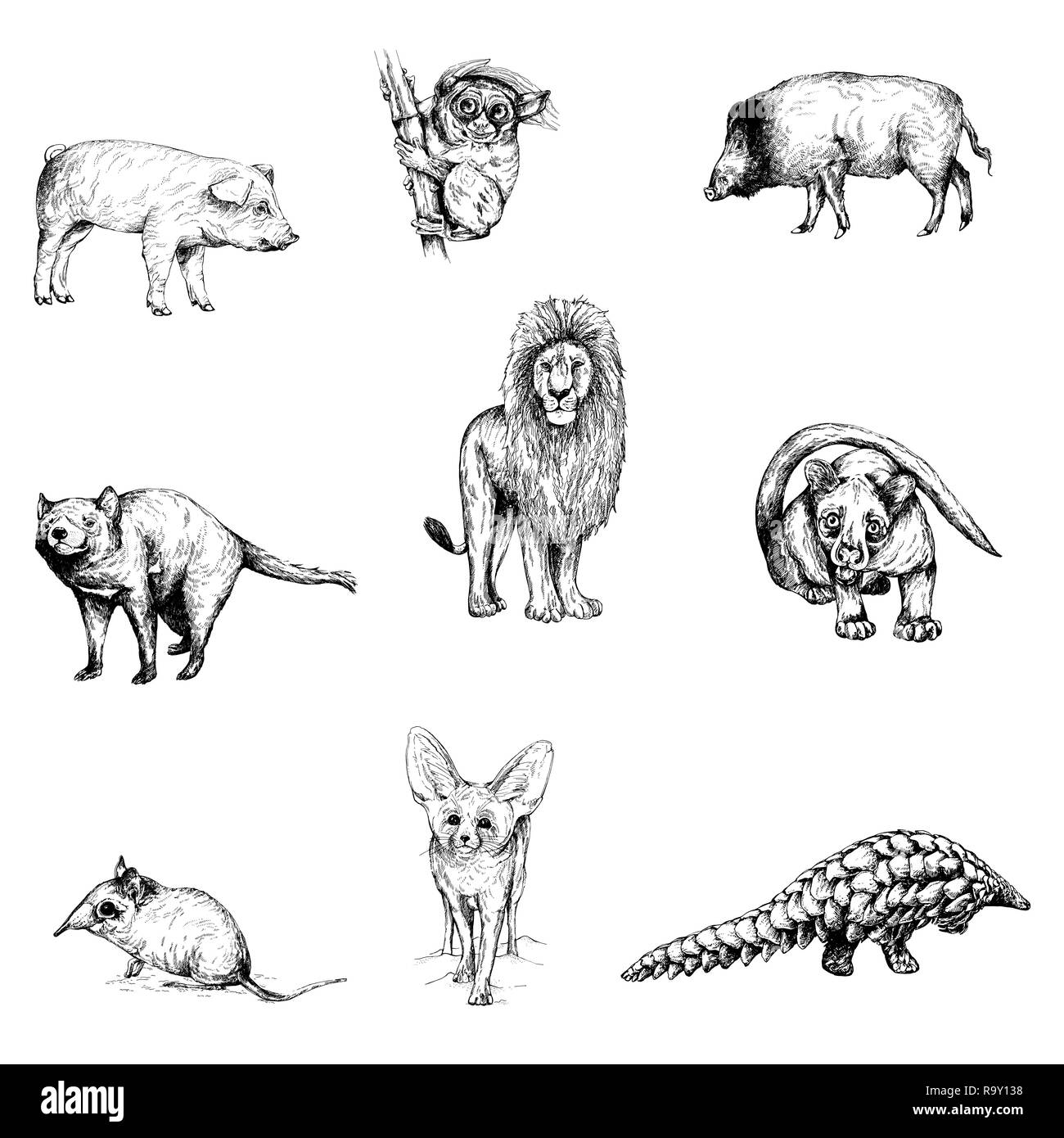 Safari wildlife animal sketch drawing set illustration Stock