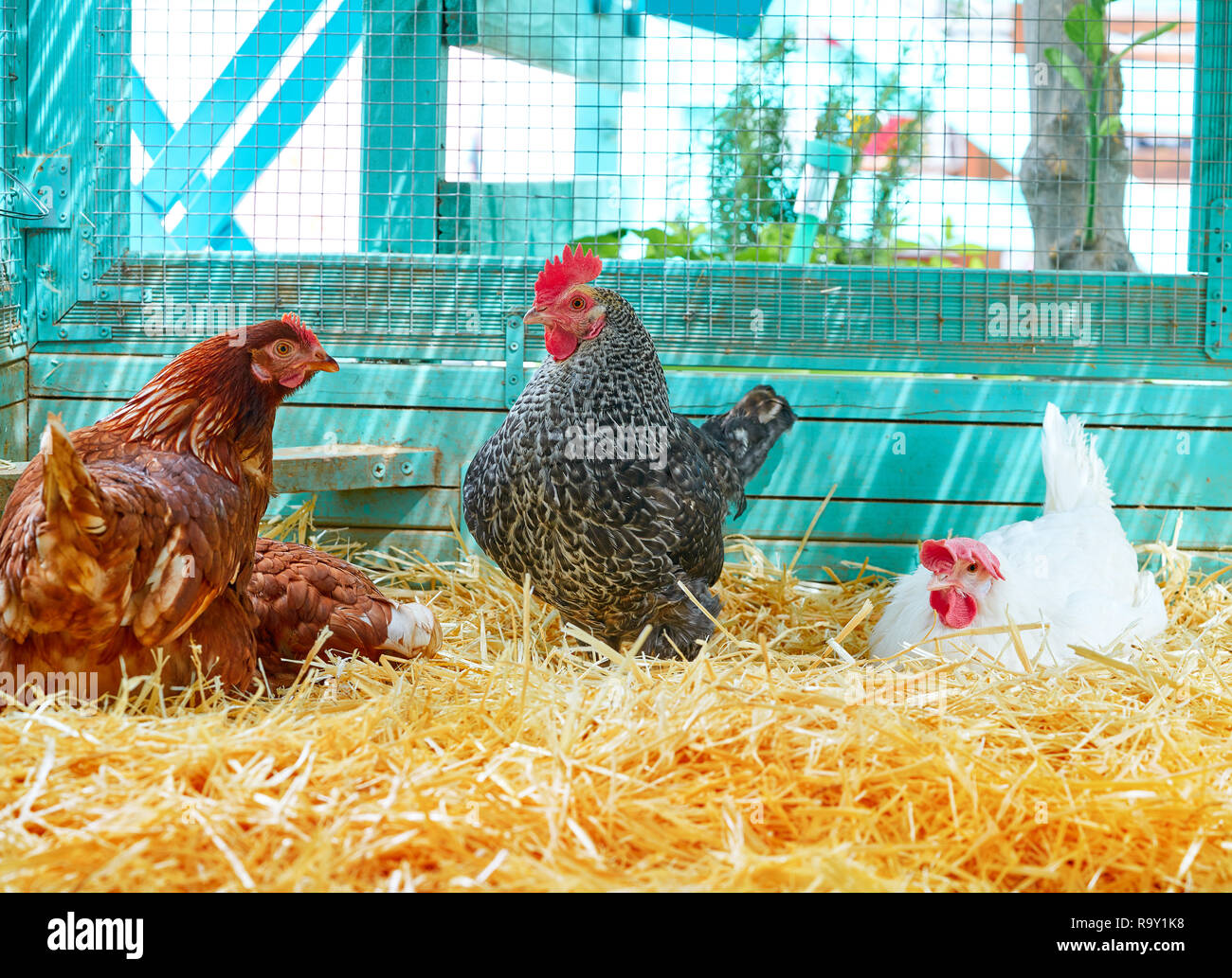 Hens in a poultry hen house with straw turquoise color wood henhouse