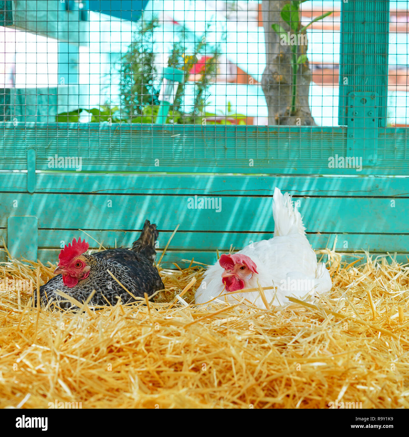 Hens in a poultry hen house with straw turquoise color wood henhouse