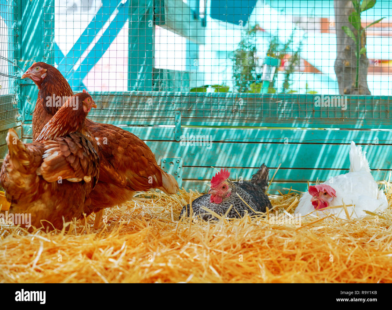 Hens in a poultry hen house with straw turquoise color wood henhouse