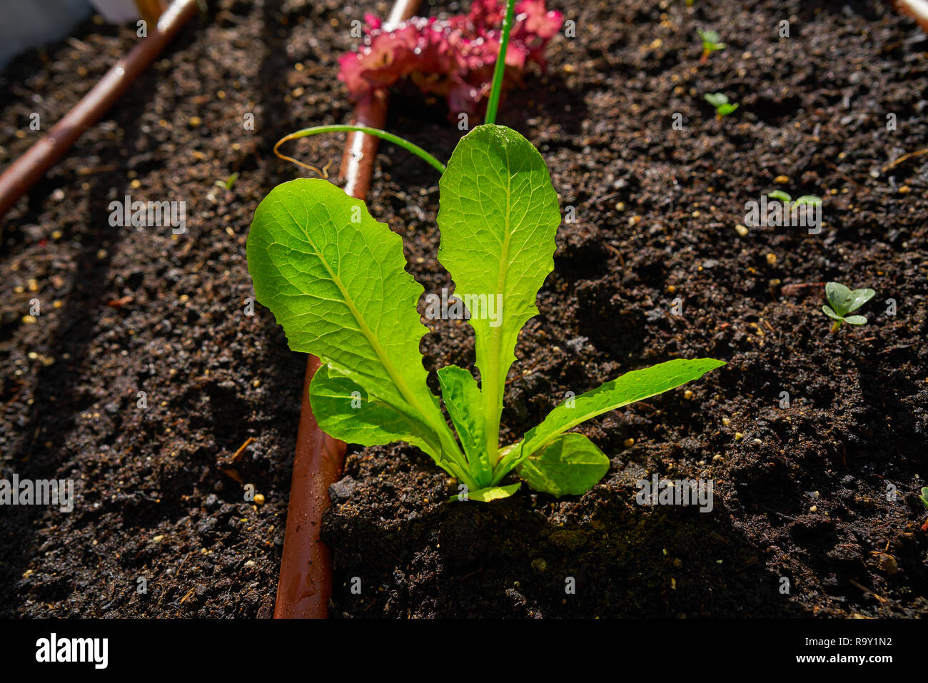 Lettuce plant from seedlings in an orchard urban garden Stock Photo Alamy