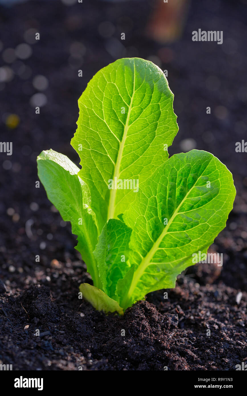 Lettuce plant from seedlings in an orchard urban garden Stock Photo Alamy