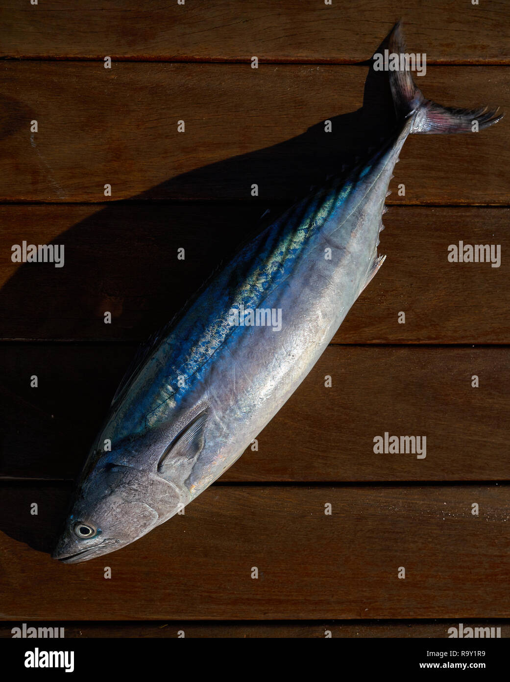 Bonito fish Sarda Sarda tuna fresh catch on wt wood board Stock Photo