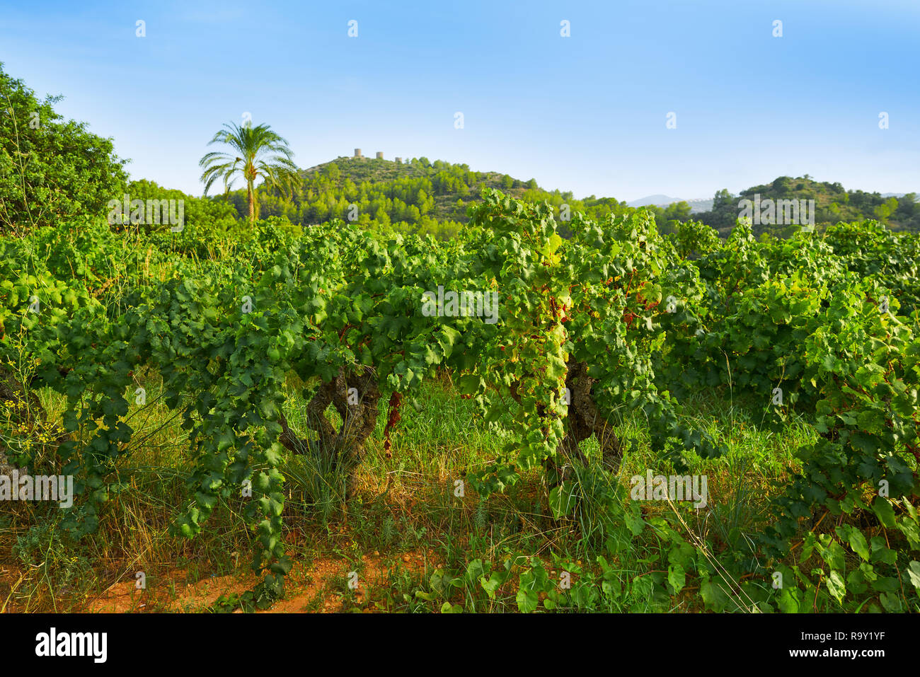 Vineyards in Marina alta of Alicante in Spain Stock Photo