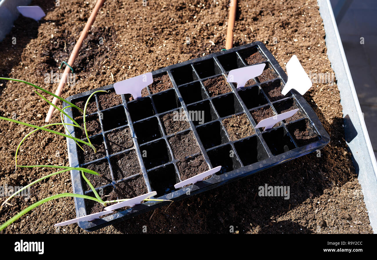 Seedling with first sprouts in black plastic on rise bed orchard garden Stock Photo