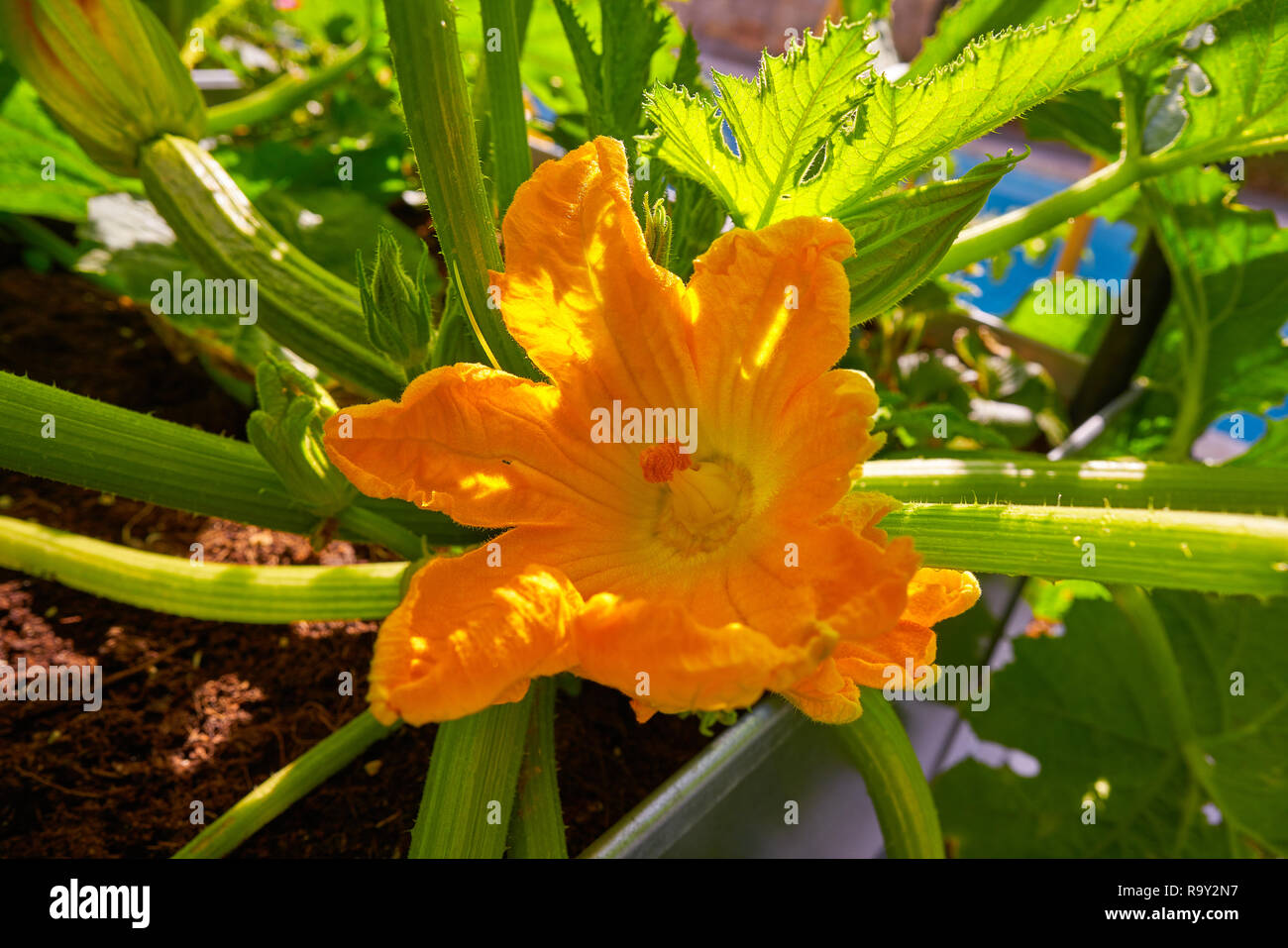 zucchini flowers and fruits yellow in an orchard urban garden Stock