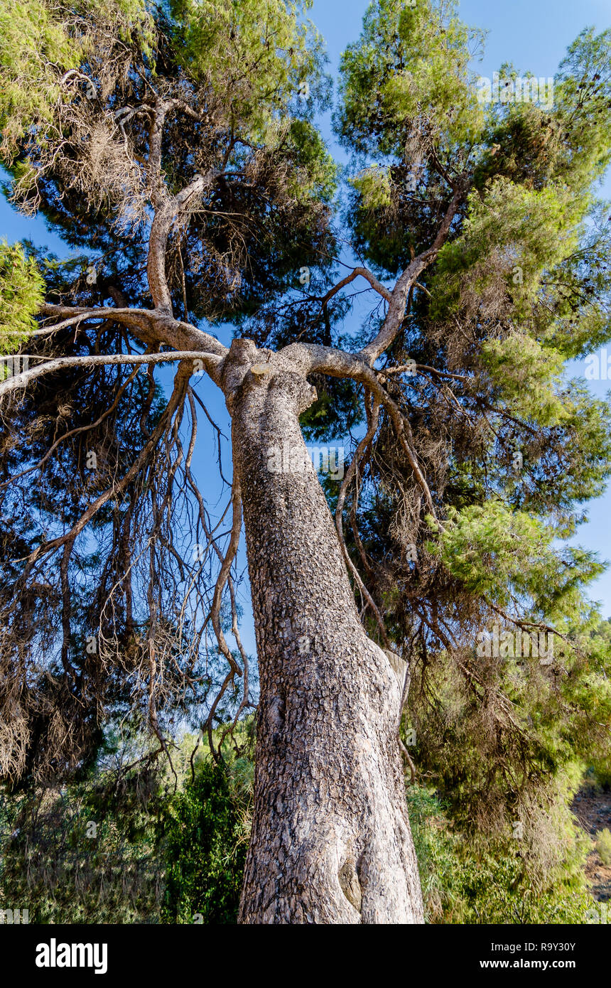 Vertical perspective of a tall Jerusalem Pine tree in Rosh Pina, Israel Stock Photo