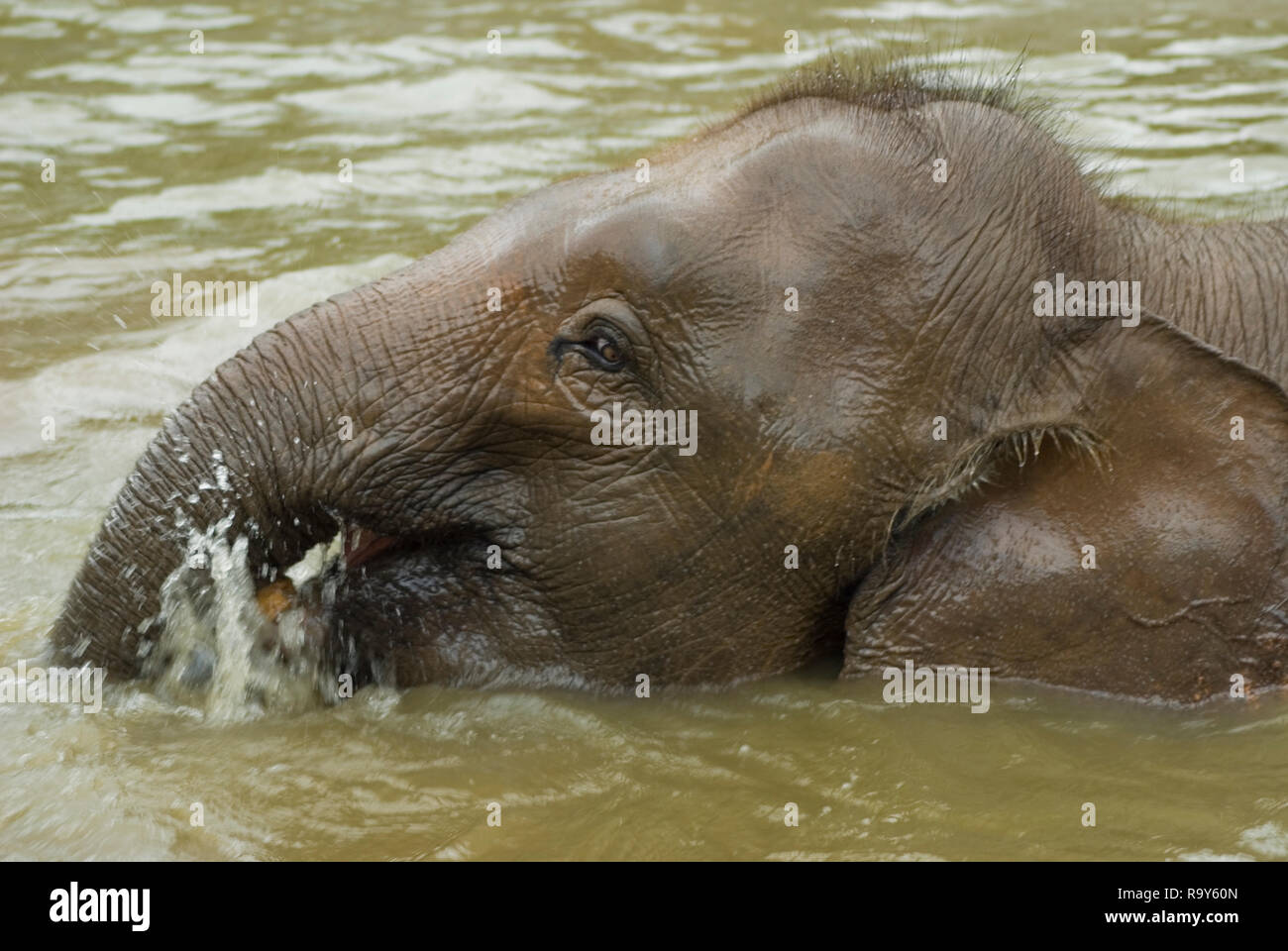 The Borneo elephant, also called the Borneo pygmy elephant, is a subspecies of Asian elephant that inhabits northeastern Borneo, in Malaysia. Stock Photo