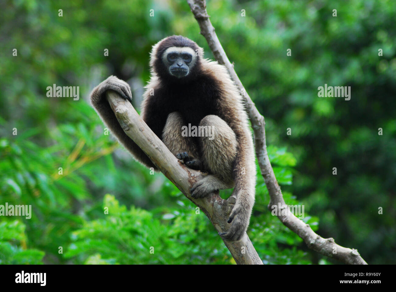 Bornean Gibbon Stock Photo